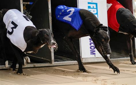 paddy power greyhound results|Greyhound Racing Meetings & Greyhound Results » Paddy .